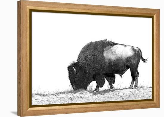 Line Art/Pen and Ink Illustration Style Image of American Bison (Buffalo) Skylined on a Ridge Again-photographhunter-Framed Premier Image Canvas