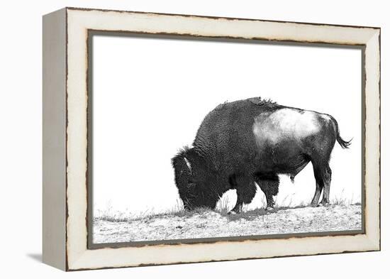 Line Art/Pen and Ink Illustration Style Image of American Bison (Buffalo) Skylined on a Ridge Again-photographhunter-Framed Premier Image Canvas