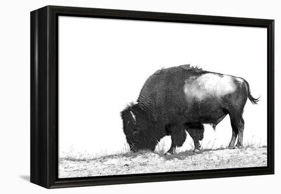 Line Art/Pen and Ink Illustration Style Image of American Bison (Buffalo) Skylined on a Ridge Again-photographhunter-Framed Premier Image Canvas