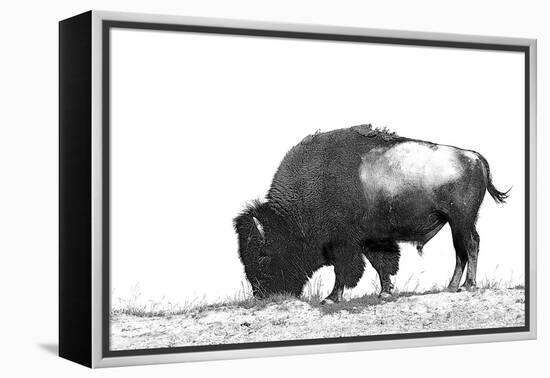 Line Art/Pen and Ink Illustration Style Image of American Bison (Buffalo) Skylined on a Ridge Again-photographhunter-Framed Premier Image Canvas
