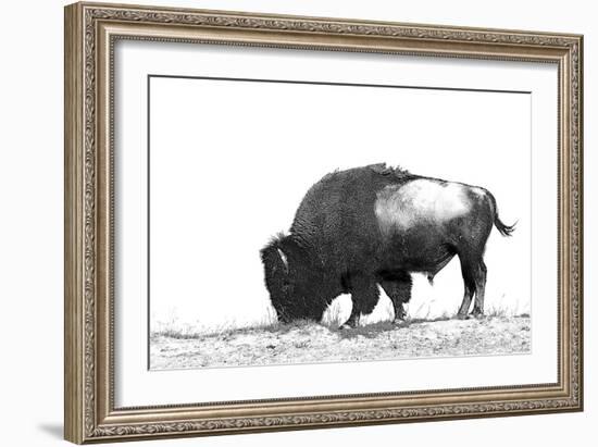 Line Art/Pen and Ink Illustration Style Image of American Bison (Buffalo) Skylined on a Ridge Again-photographhunter-Framed Photographic Print