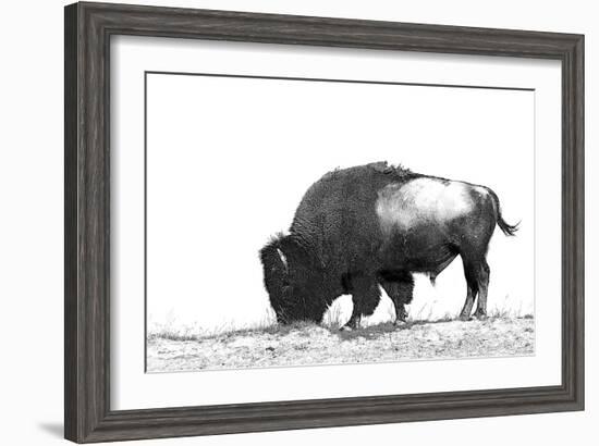 Line Art/Pen and Ink Illustration Style Image of American Bison (Buffalo) Skylined on a Ridge Again-photographhunter-Framed Photographic Print