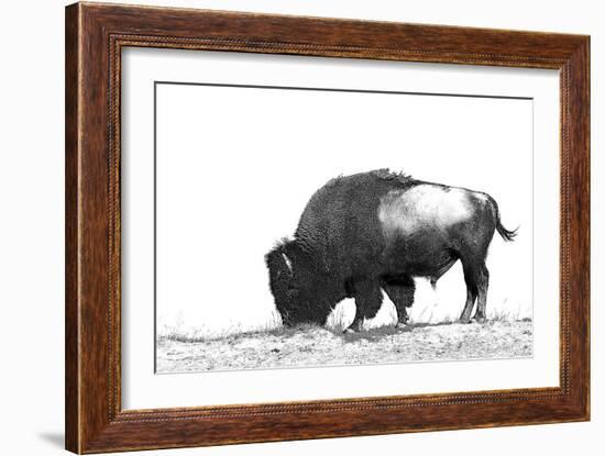 Line Art/Pen and Ink Illustration Style Image of American Bison (Buffalo) Skylined on a Ridge Again-photographhunter-Framed Photographic Print