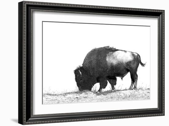 Line Art/Pen and Ink Illustration Style Image of American Bison (Buffalo) Skylined on a Ridge Again-photographhunter-Framed Photographic Print