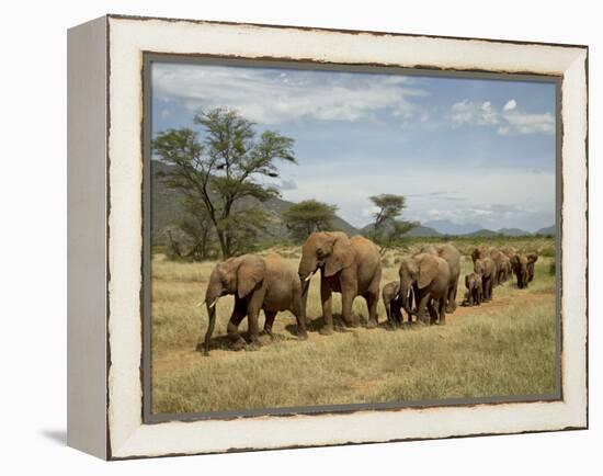 Line of African Elephants (Loxodonta Africana), Samburu National Reserve, Kenya, East Africa-James Hager-Framed Premier Image Canvas
