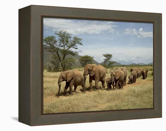 Line of African Elephants (Loxodonta Africana), Samburu National Reserve, Kenya, East Africa-James Hager-Framed Premier Image Canvas