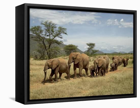 Line of African Elephants (Loxodonta Africana), Samburu National Reserve, Kenya, East Africa-James Hager-Framed Premier Image Canvas