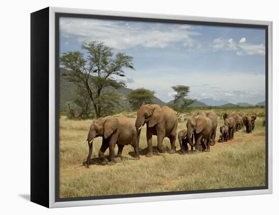 Line of African Elephants (Loxodonta Africana), Samburu National Reserve, Kenya, East Africa-James Hager-Framed Premier Image Canvas
