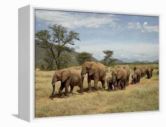 Line of African Elephants (Loxodonta Africana), Samburu National Reserve, Kenya, East Africa-James Hager-Framed Premier Image Canvas