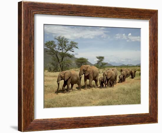 Line of African Elephants (Loxodonta Africana), Samburu National Reserve, Kenya, East Africa-James Hager-Framed Photographic Print