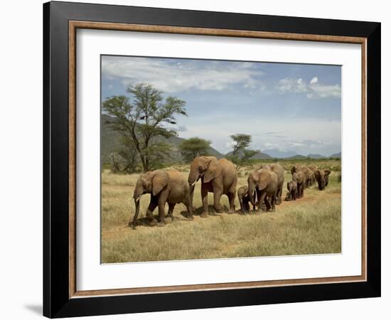 Line of African Elephants (Loxodonta Africana), Samburu National Reserve, Kenya, East Africa-James Hager-Framed Photographic Print