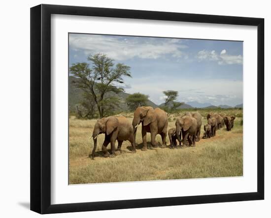 Line of African Elephants (Loxodonta Africana), Samburu National Reserve, Kenya, East Africa-James Hager-Framed Photographic Print