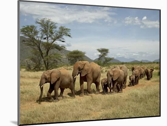 Line of African Elephants (Loxodonta Africana), Samburu National Reserve, Kenya, East Africa-James Hager-Mounted Photographic Print