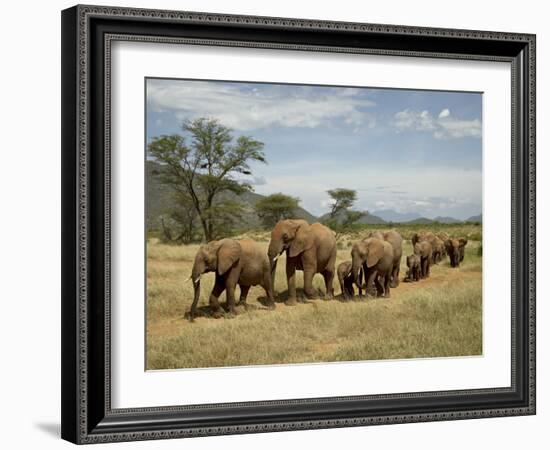 Line of African Elephants (Loxodonta Africana), Samburu National Reserve, Kenya, East Africa-James Hager-Framed Photographic Print