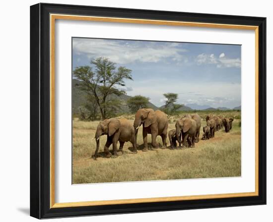 Line of African Elephants (Loxodonta Africana), Samburu National Reserve, Kenya, East Africa-James Hager-Framed Photographic Print