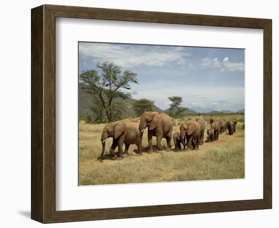 Line of African Elephants (Loxodonta Africana), Samburu National Reserve, Kenya, East Africa-James Hager-Framed Photographic Print