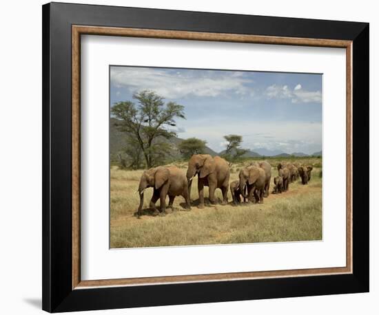 Line of African Elephants (Loxodonta Africana), Samburu National Reserve, Kenya, East Africa-James Hager-Framed Photographic Print