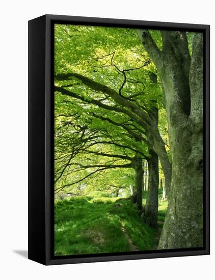 Line of Beech Trees in a Wood in Spring-Lightfoot Jeremy-Framed Premier Image Canvas