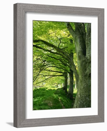 Line of Beech Trees in a Wood in Spring-Lightfoot Jeremy-Framed Photographic Print