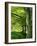 Line of Beech Trees in a Wood in Spring-Lightfoot Jeremy-Framed Photographic Print