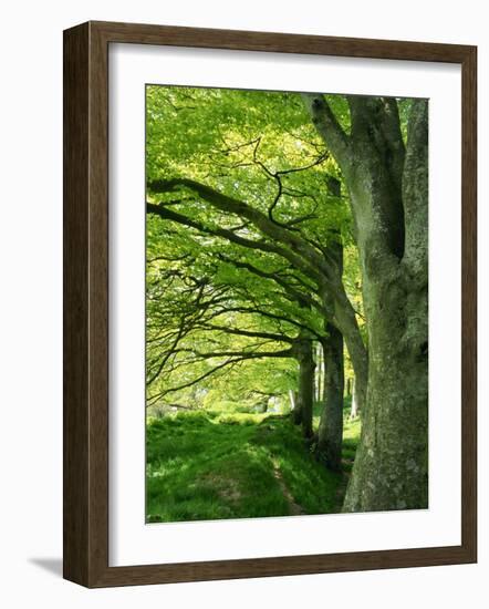 Line of Beech Trees in a Wood in Spring-Lightfoot Jeremy-Framed Photographic Print