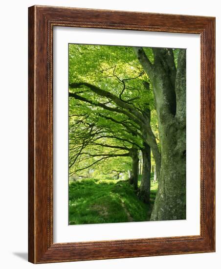 Line of Beech Trees in a Wood in Spring-Lightfoot Jeremy-Framed Photographic Print