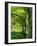 Line of Beech Trees in a Wood in Spring-Lightfoot Jeremy-Framed Photographic Print