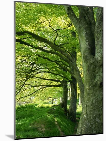 Line of Beech Trees in a Wood in Spring-Lightfoot Jeremy-Mounted Photographic Print