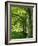 Line of Beech Trees in a Wood in Spring-Lightfoot Jeremy-Framed Photographic Print