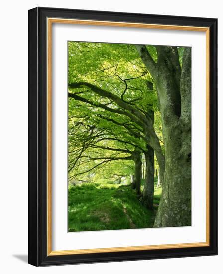 Line of Beech Trees in a Wood in Spring-Lightfoot Jeremy-Framed Photographic Print