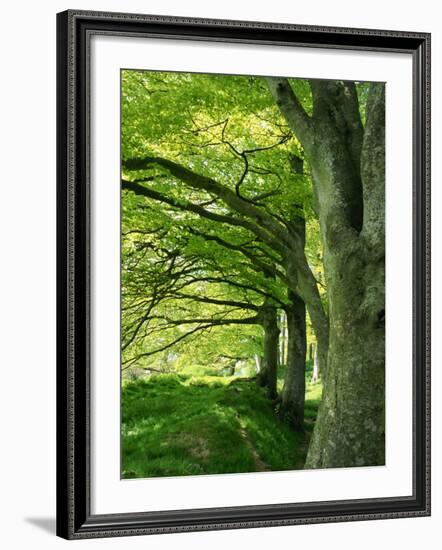 Line of Beech Trees in a Wood in Spring-Lightfoot Jeremy-Framed Photographic Print