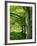 Line of Beech Trees in a Wood in Spring-Lightfoot Jeremy-Framed Photographic Print