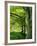 Line of Beech Trees in a Wood in Spring-Lightfoot Jeremy-Framed Photographic Print