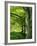 Line of Beech Trees in a Wood in Spring-Lightfoot Jeremy-Framed Photographic Print