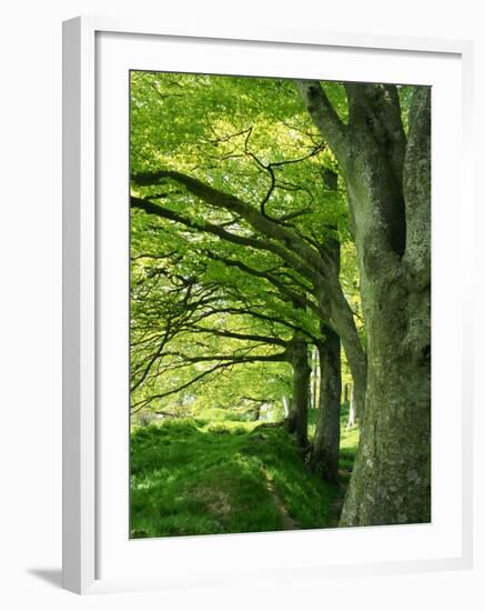 Line of Beech Trees in a Wood in Spring-Lightfoot Jeremy-Framed Photographic Print