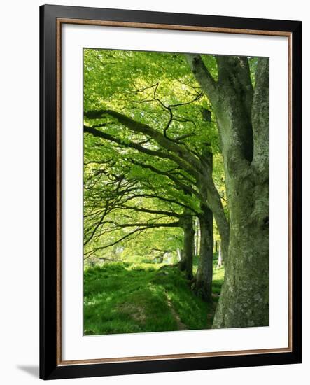 Line of Beech Trees in a Wood in Spring-Lightfoot Jeremy-Framed Photographic Print