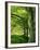 Line of Beech Trees in a Wood in Spring-Lightfoot Jeremy-Framed Photographic Print