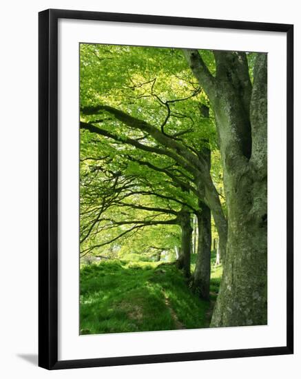 Line of Beech Trees in a Wood in Spring-Lightfoot Jeremy-Framed Photographic Print