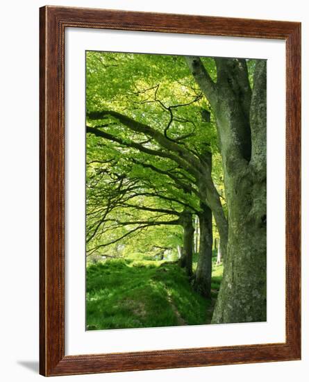 Line of Beech Trees in a Wood in Spring-Lightfoot Jeremy-Framed Photographic Print