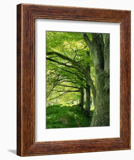 Line of Beech Trees in a Wood in Spring-Lightfoot Jeremy-Framed Photographic Print