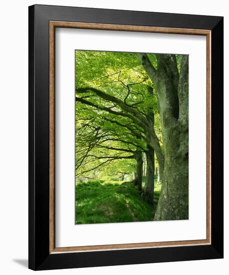 Line of Beech Trees in a Wood in Spring-Lightfoot Jeremy-Framed Photographic Print