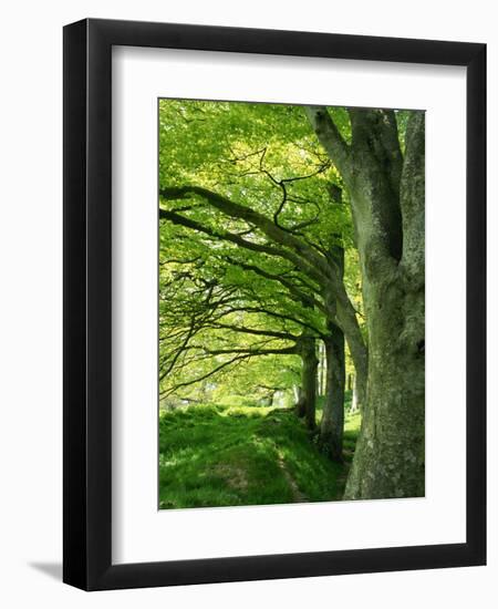 Line of Beech Trees in a Wood in Spring-Lightfoot Jeremy-Framed Photographic Print