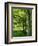 Line of Beech Trees in a Wood in Spring-Lightfoot Jeremy-Framed Photographic Print