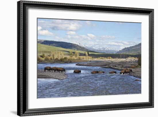 Line of Bison (Bison Bison) Crossing the Lamar River-James Hager-Framed Photographic Print