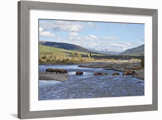 Line of Bison (Bison Bison) Crossing the Lamar River-James Hager-Framed Photographic Print