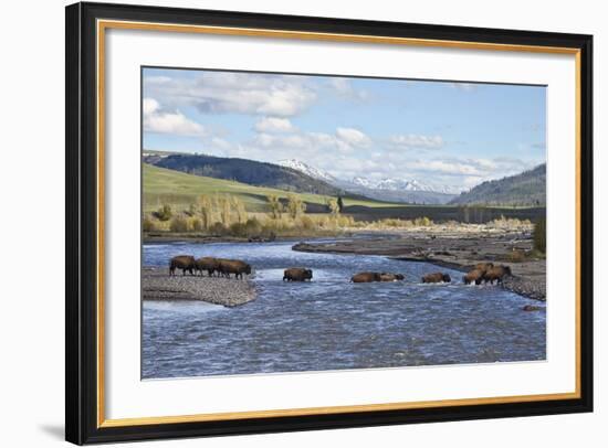 Line of Bison (Bison Bison) Crossing the Lamar River-James Hager-Framed Photographic Print