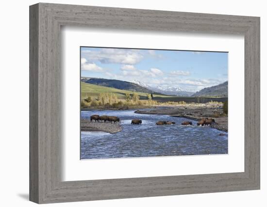 Line of Bison (Bison Bison) Crossing the Lamar River-James Hager-Framed Photographic Print