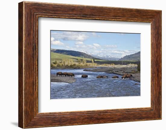 Line of Bison (Bison Bison) Crossing the Lamar River-James Hager-Framed Photographic Print