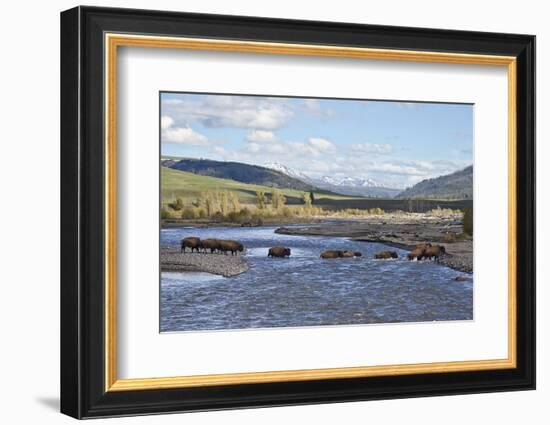 Line of Bison (Bison Bison) Crossing the Lamar River-James Hager-Framed Photographic Print