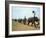 Line of Elephants in a Soccer Team During November Elephant Round-Up Festival, Surin City, Thailand-Alain Evrard-Framed Photographic Print